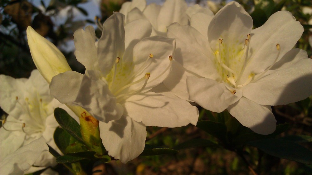 photo by Tanya Mikulas, Alabama azaleas